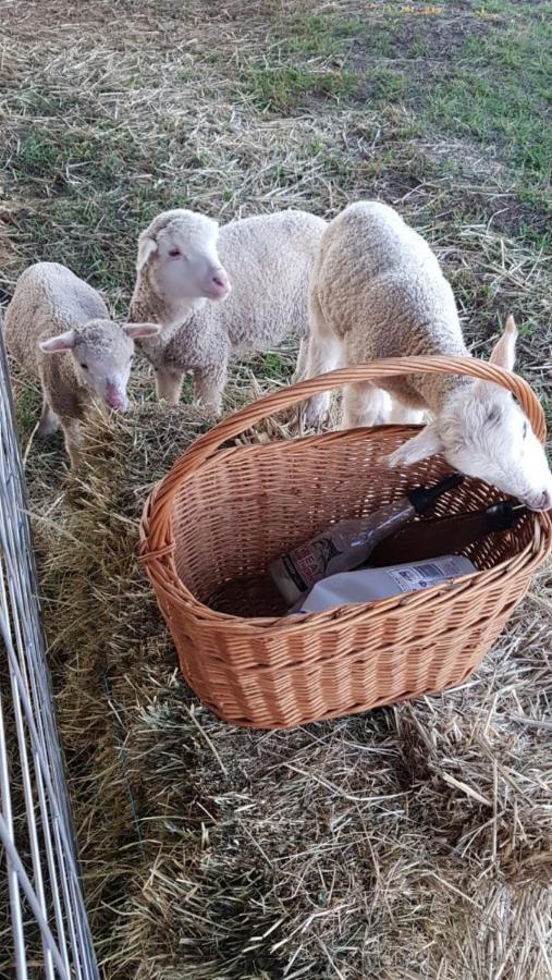 New Horizons Farm Stay Smeaton Екстериор снимка
