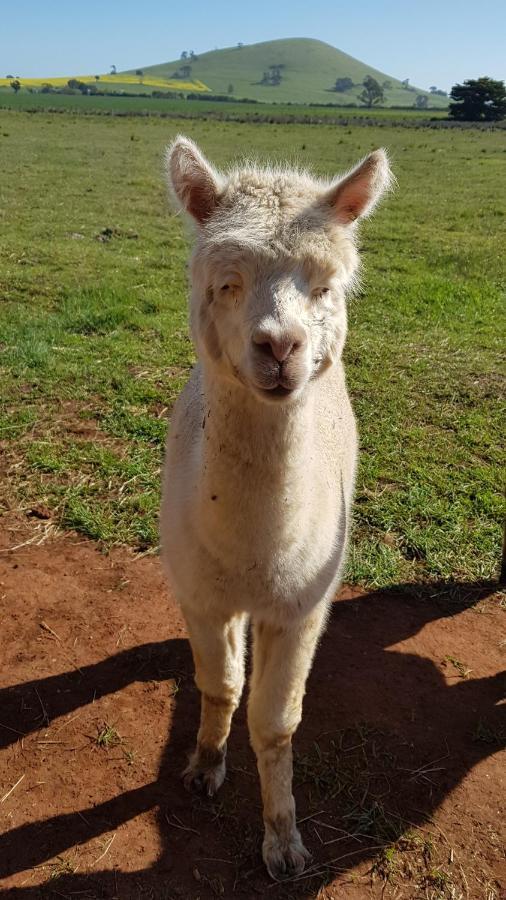 New Horizons Farm Stay Smeaton Екстериор снимка