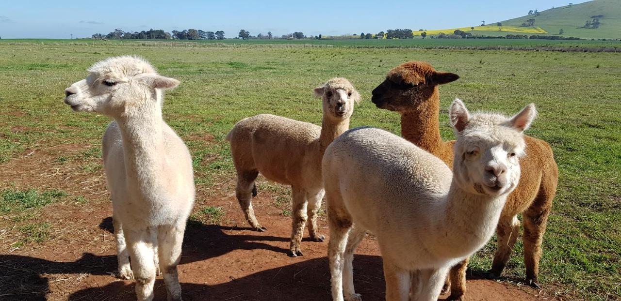 New Horizons Farm Stay Smeaton Екстериор снимка