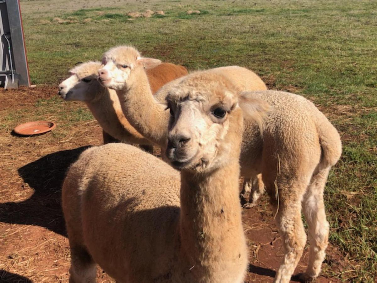 New Horizons Farm Stay Smeaton Екстериор снимка